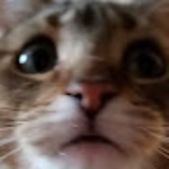 noodle_d
